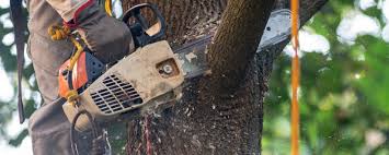 Best Pest Control for Lawns  in Deer Park, OH