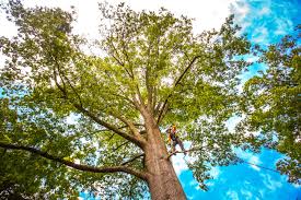 Best Palm Tree Trimming  in Deer Park, OH