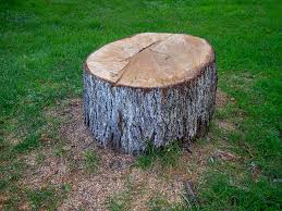 Best Fruit Tree Pruning  in Deer Park, OH