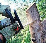 Best Storm Damage Tree Cleanup  in Deer Park, OH