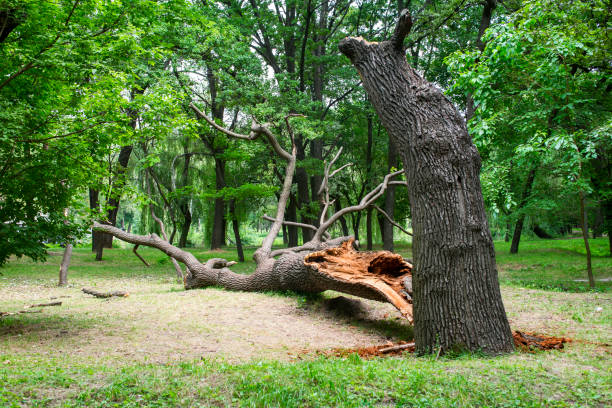 Best Tree Cabling and Bracing  in Deer Park, OH
