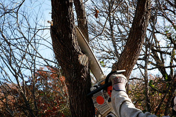 Best Lawn Pest Prevention  in Deer Park, OH