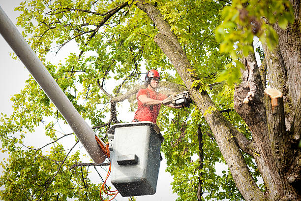 Best Tree and Shrub Care  in Deer Park, OH