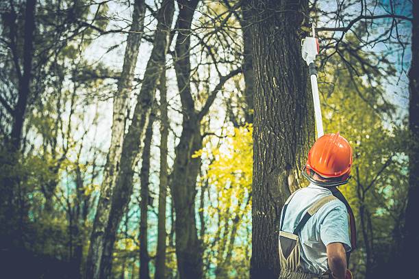 Best Tree Preservation Services  in Deer Park, OH
