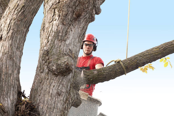 Reliable Deer Park, OH Tree Care Solutions